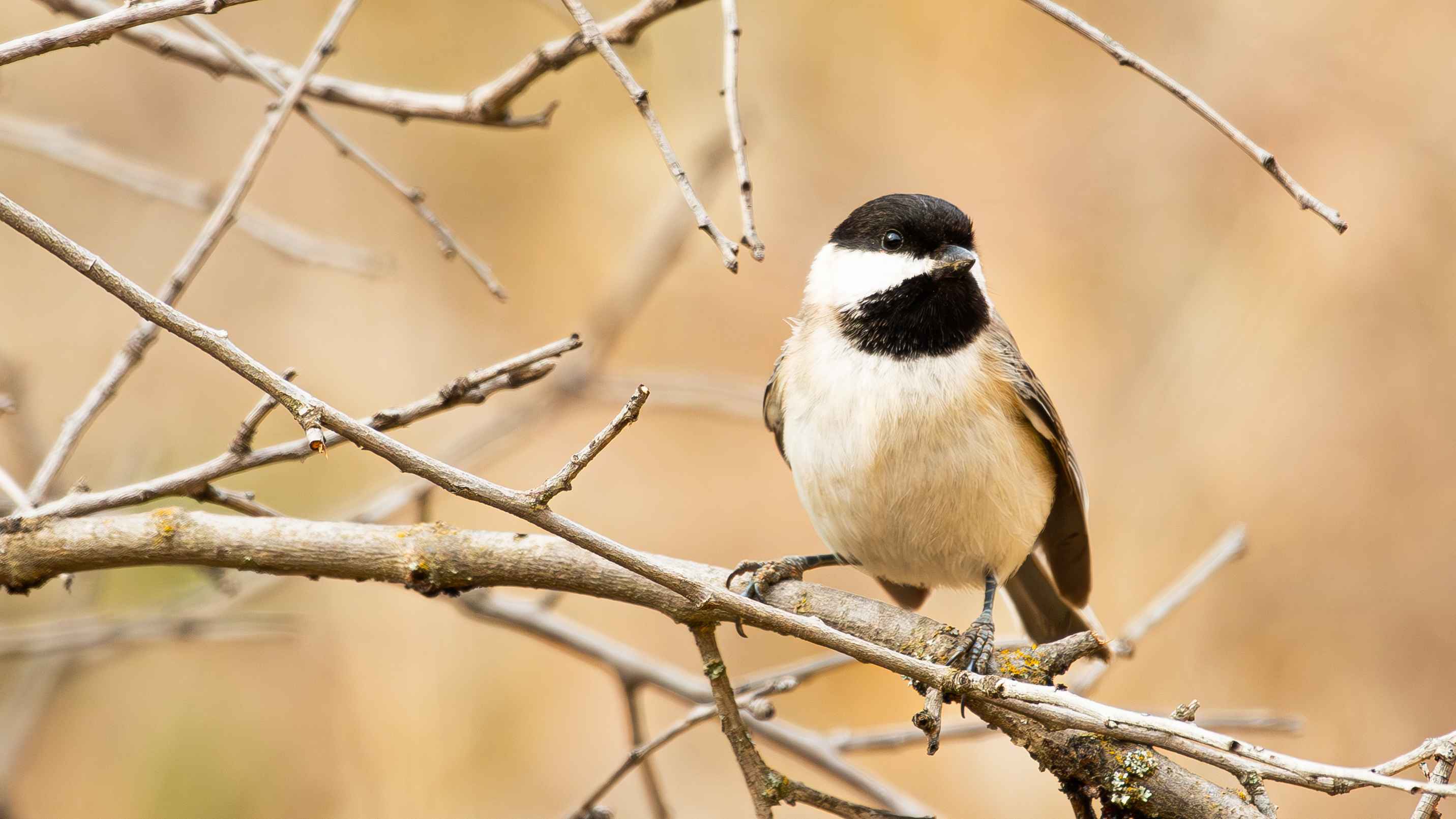 Sombre Tit